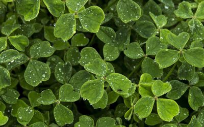 Celebrating St. Patrick’s Day