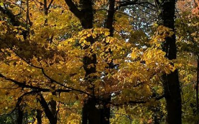 Cool Crisp Autumn Air…