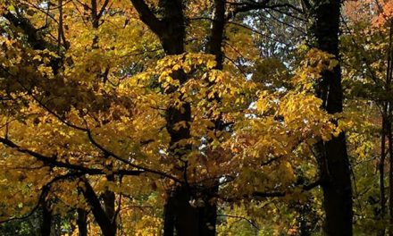 Cool Crisp Autumn Air…