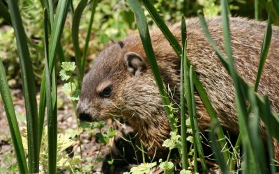 Groundhog Day at Maryknoll