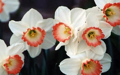 Maryknoll Poetry at Easter