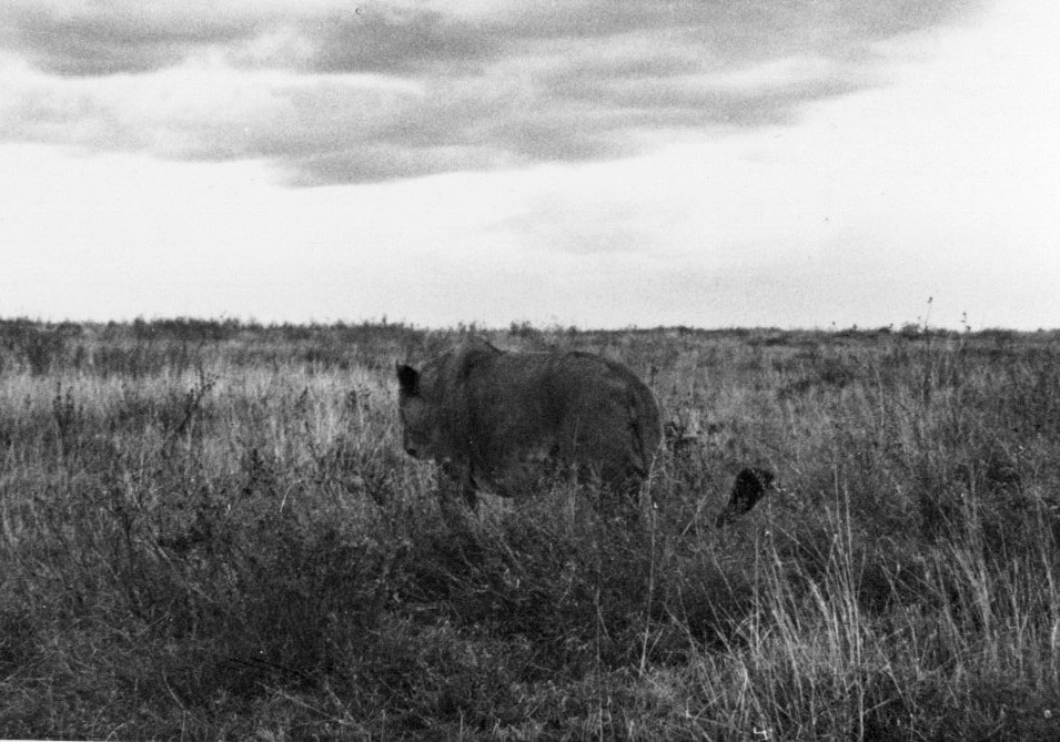 Lion in Tanzania