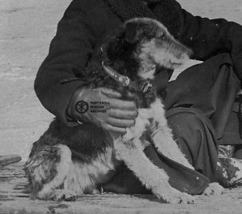 Teddy the Airedale Terrier