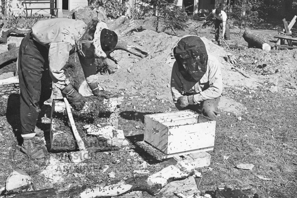 Seminarians beekeeping at the Maryknoll farm, c. 1944