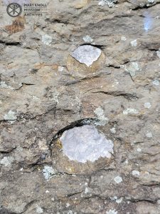 Close Up of Fossils