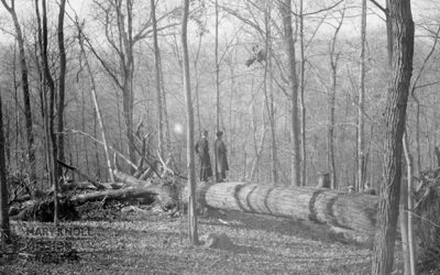 A Walk Through The Woods