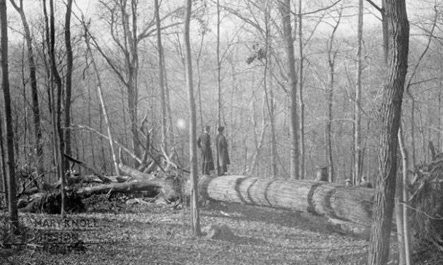 A Walk Through The Woods