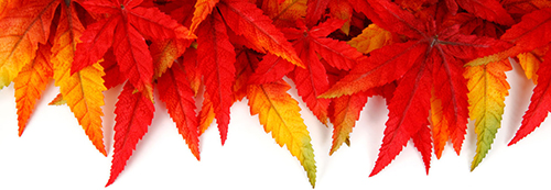 autumn-leaf-frame-crop-500
