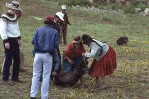 Aymara women perform routine vaccination against hog cholera, a disease prevalent in Peru.