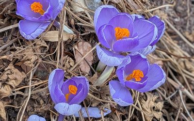 Fifth Sunday of Lent