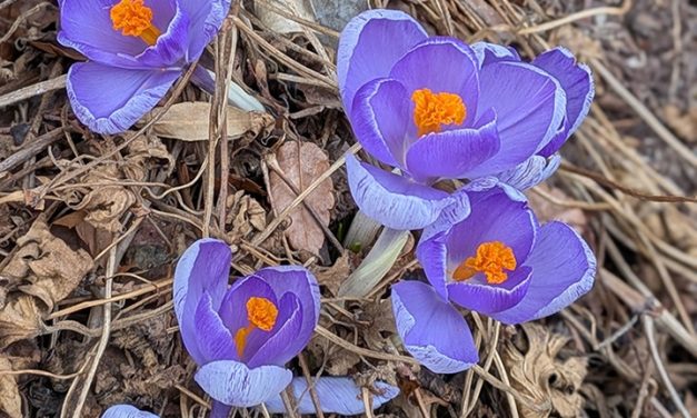 Fifth Sunday of Lent